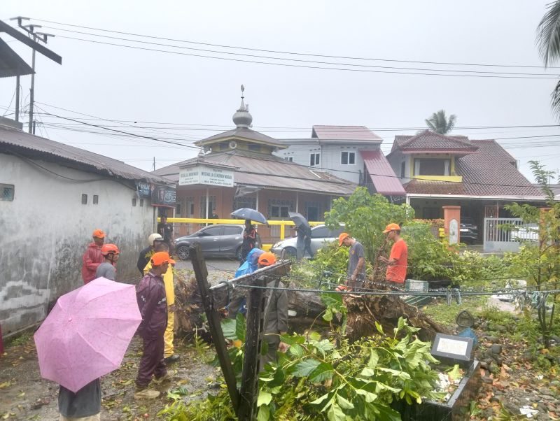 lima-titik-pohon-tumbang-akibat-hujan-dan-angin-kencang-di-padang