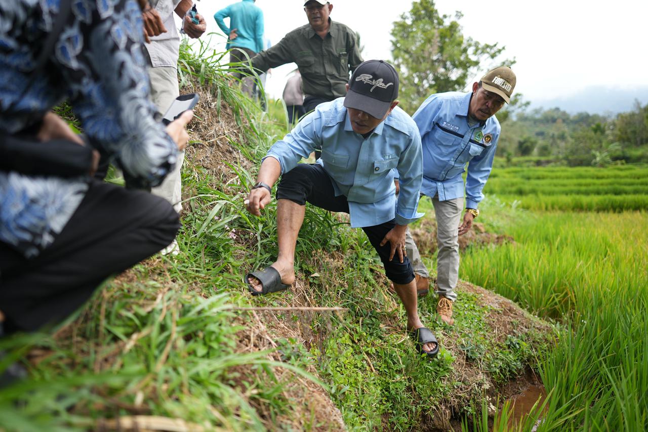 bupati-solok-jon-firman-pandu-turun-ke-sawah-membasmi-tikus