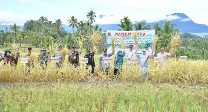 semarak-sawah-pokok-murah,-bupati-agam-panen-di-dua-nagari