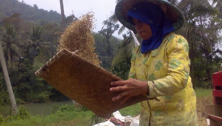 harga-beras-di-sawahlunto-bertahan-dikisaran-rp17.000-per-kilogram
