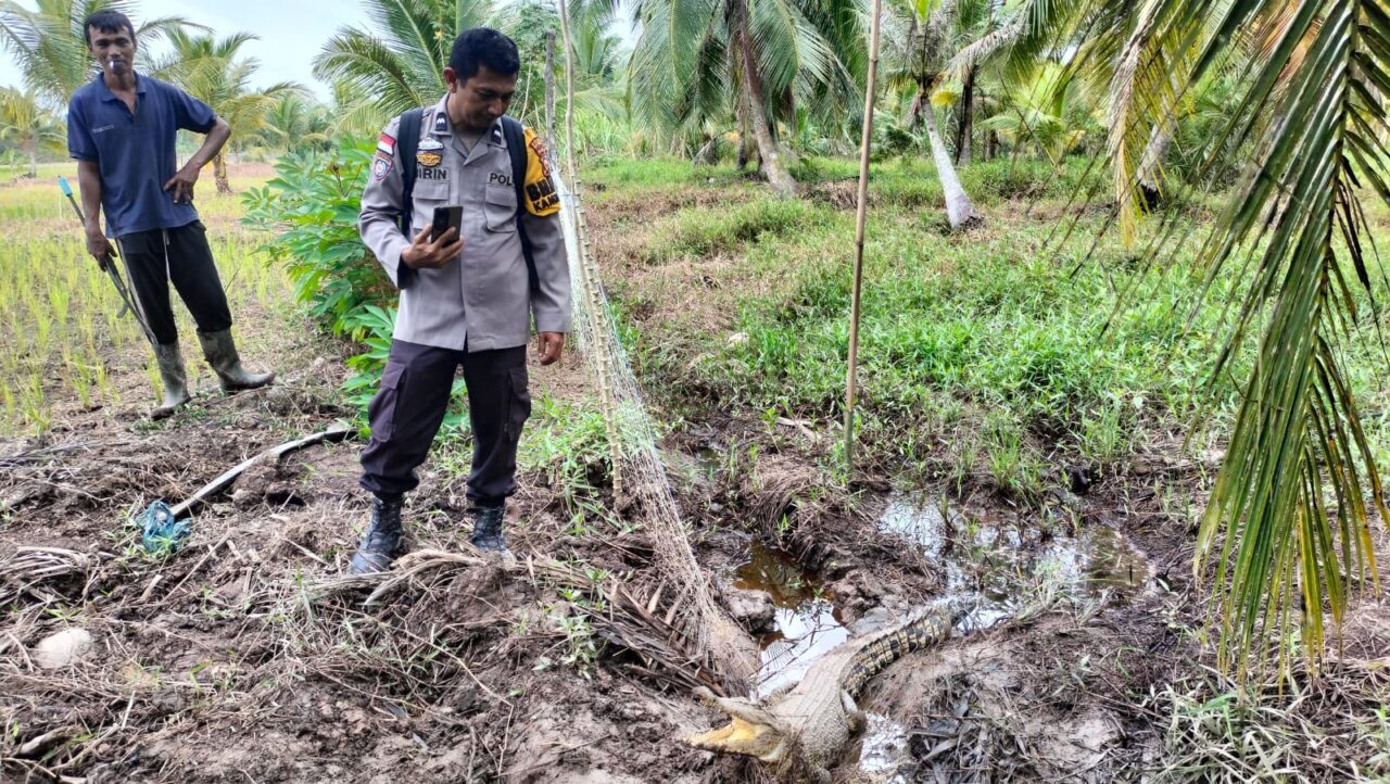 ditemukan-buaya-di-persawahan-sungai-cina,-warga-diminta-waspada!