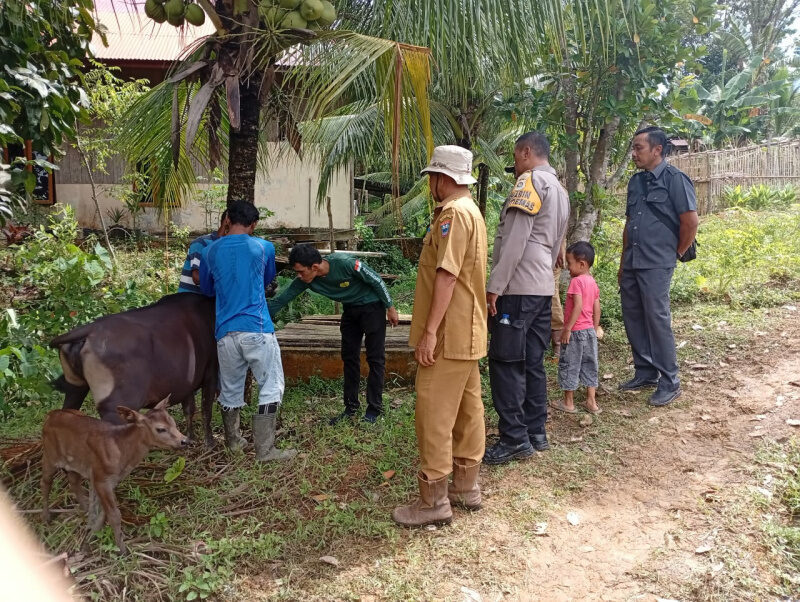 virus-jembrana-serang-sapi-di-mentawai,-alex-indra-lukman-bertindak-cepat