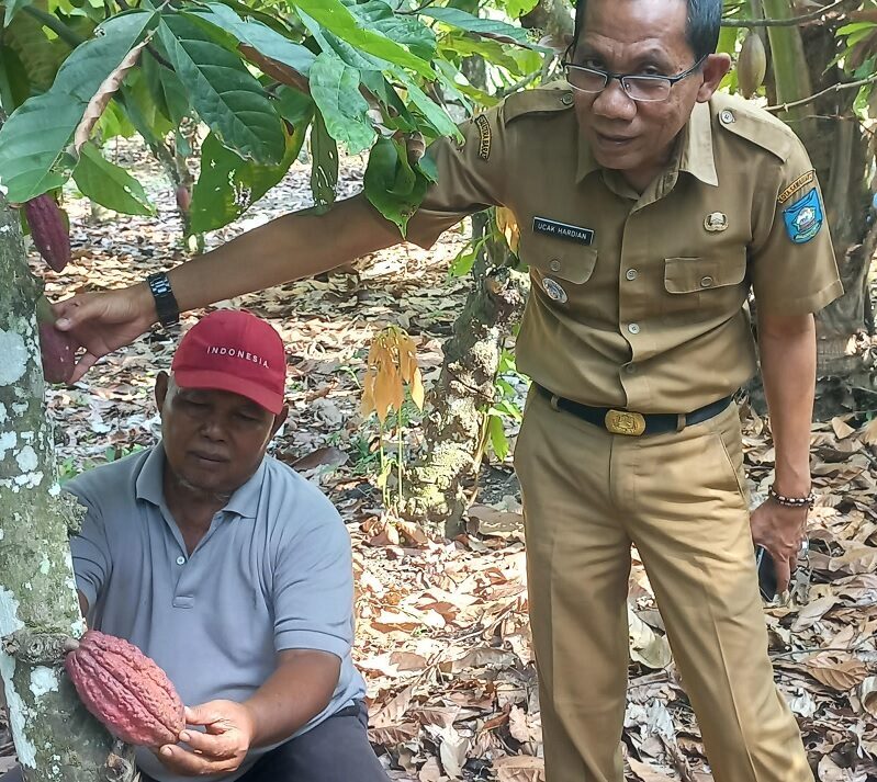 camat-talawi-bersinergi-dengan-dpk3-untuk-tingkatkan-produksi-kakao