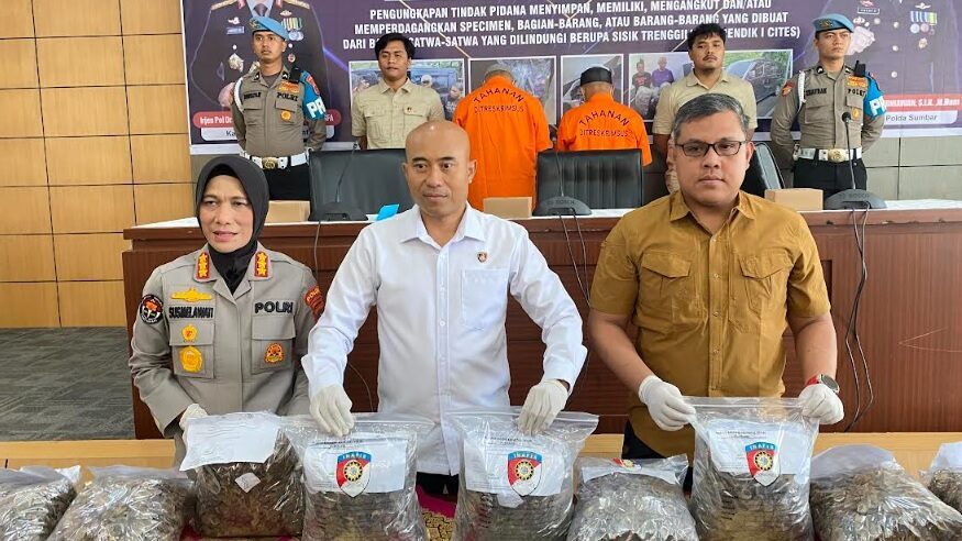 sisik-trenggiling-dibeli-dari-berbagai-daerah-di-sumbar