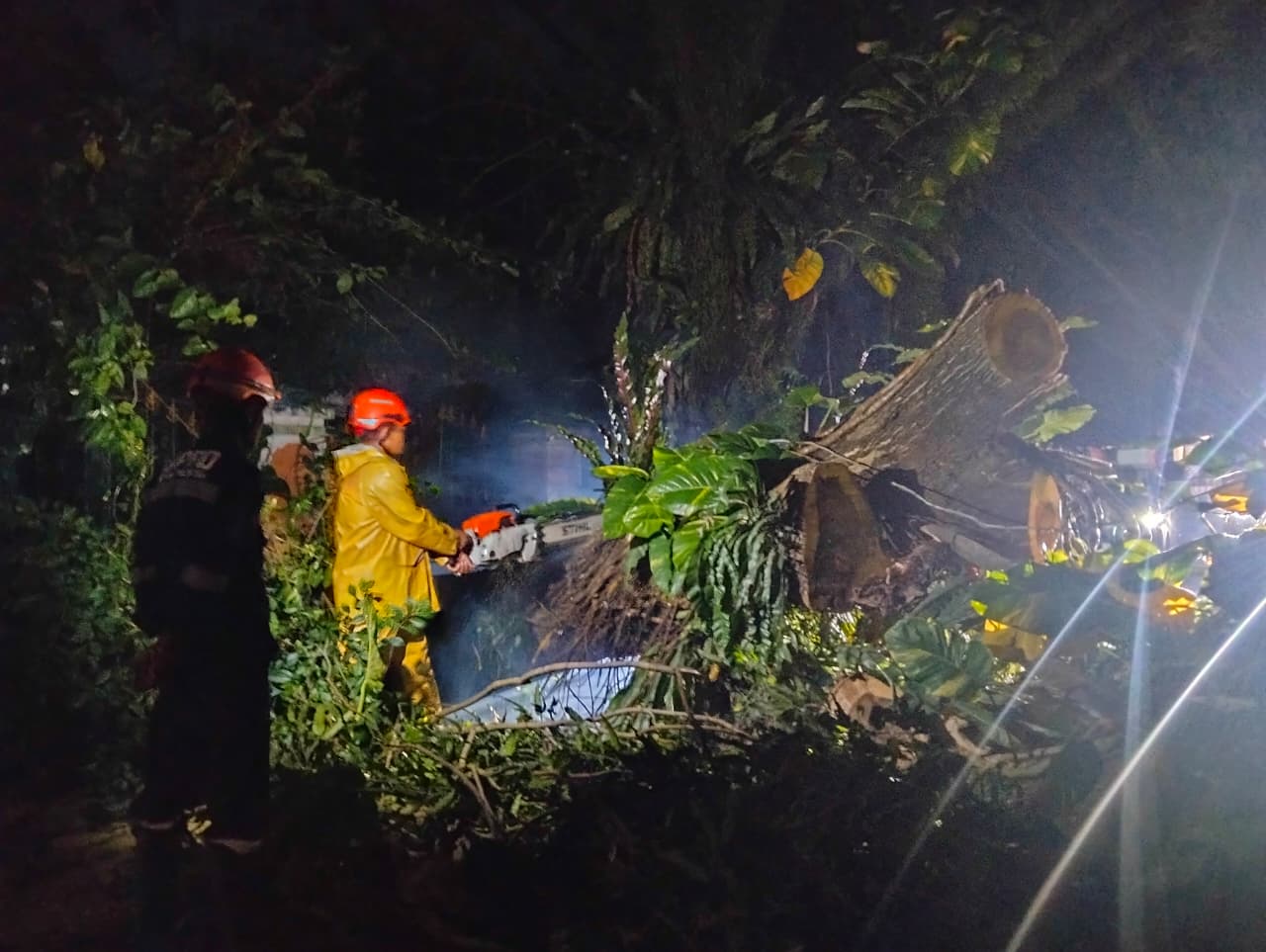 dua-pohon-raksasa-tumbang-dan-hambat-jalan-utama-padang,-akses-lumpuh-total-di-malam-hari