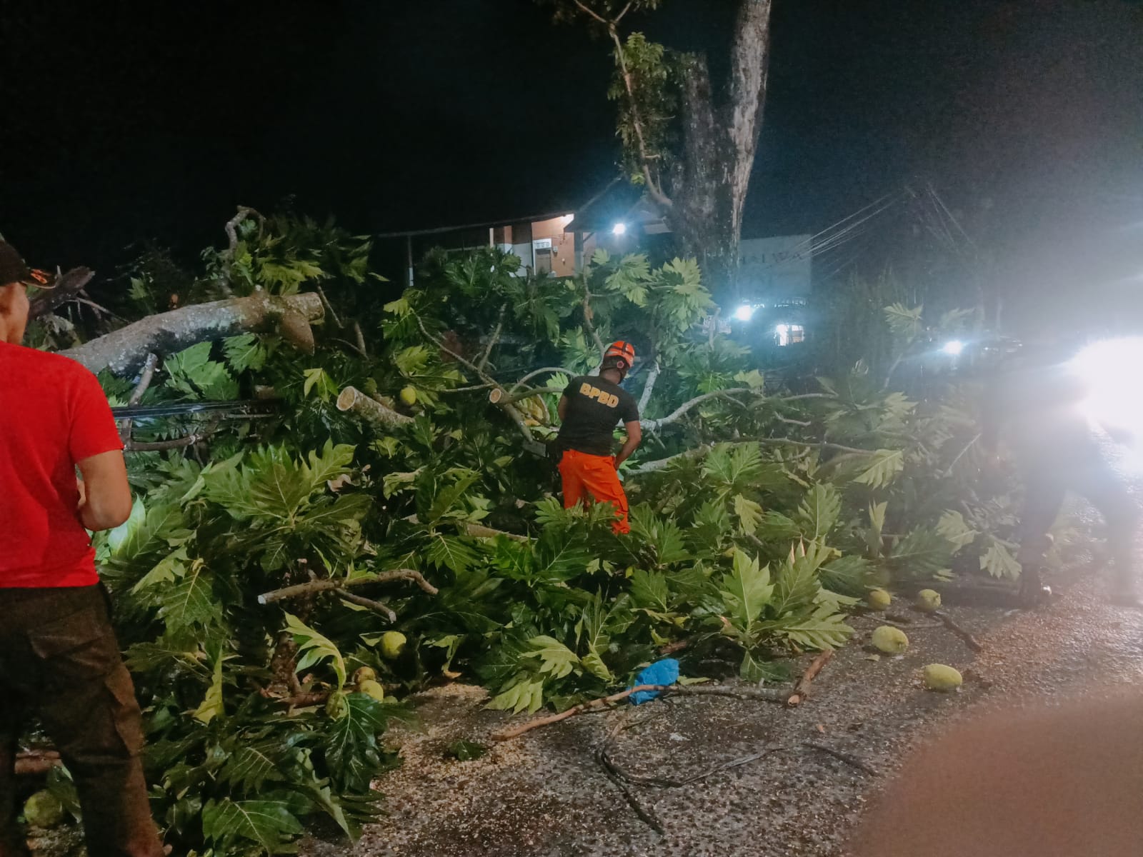 diterjang-hujan-dan-angin-kencang,-pohon-sukun-raksasa-tumbang-timpa-kabel-telkom-dan-lumpuhkan-jalan-raya-pagang
