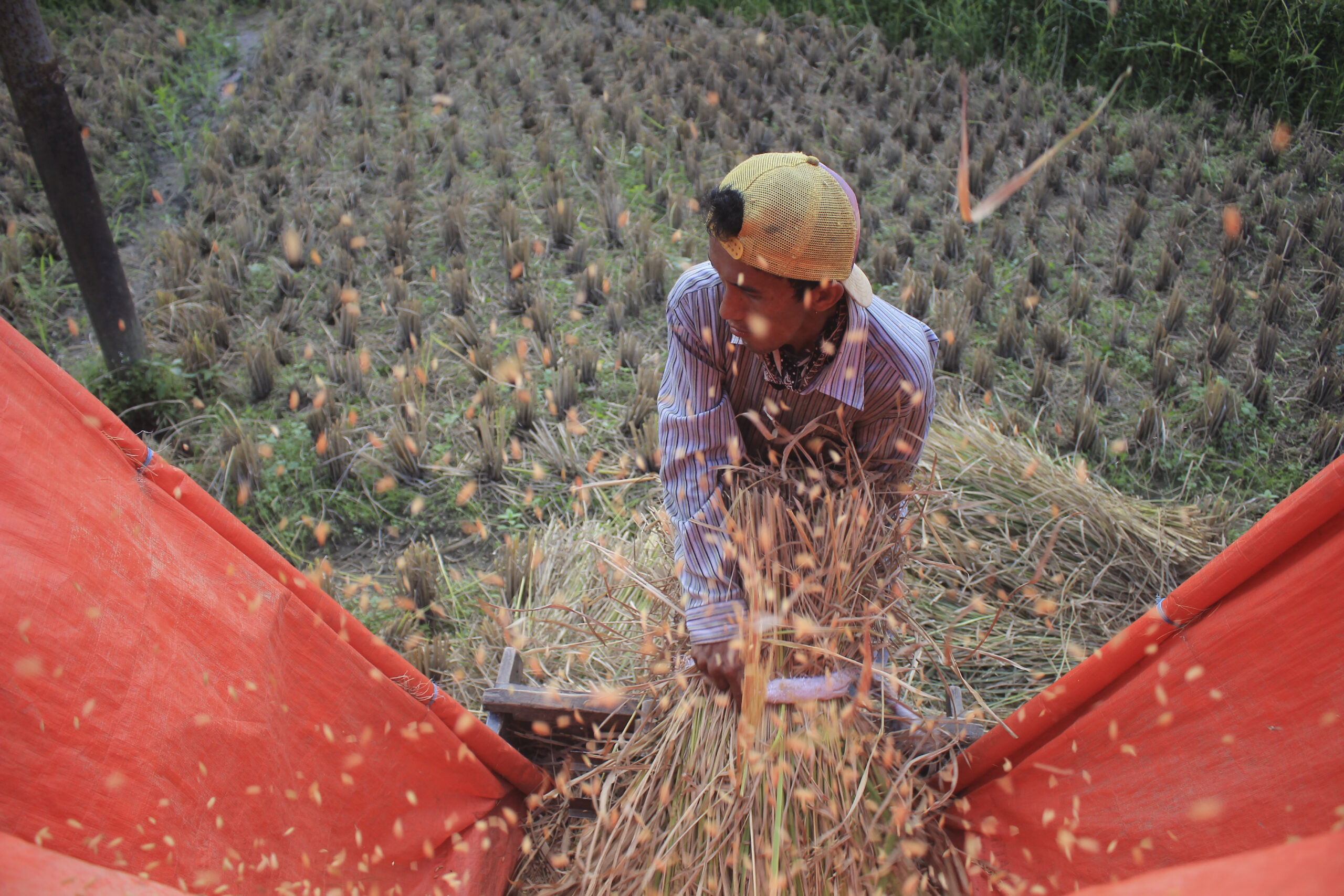 produksi-beras-sumbar-meningkat-7.712-ton
