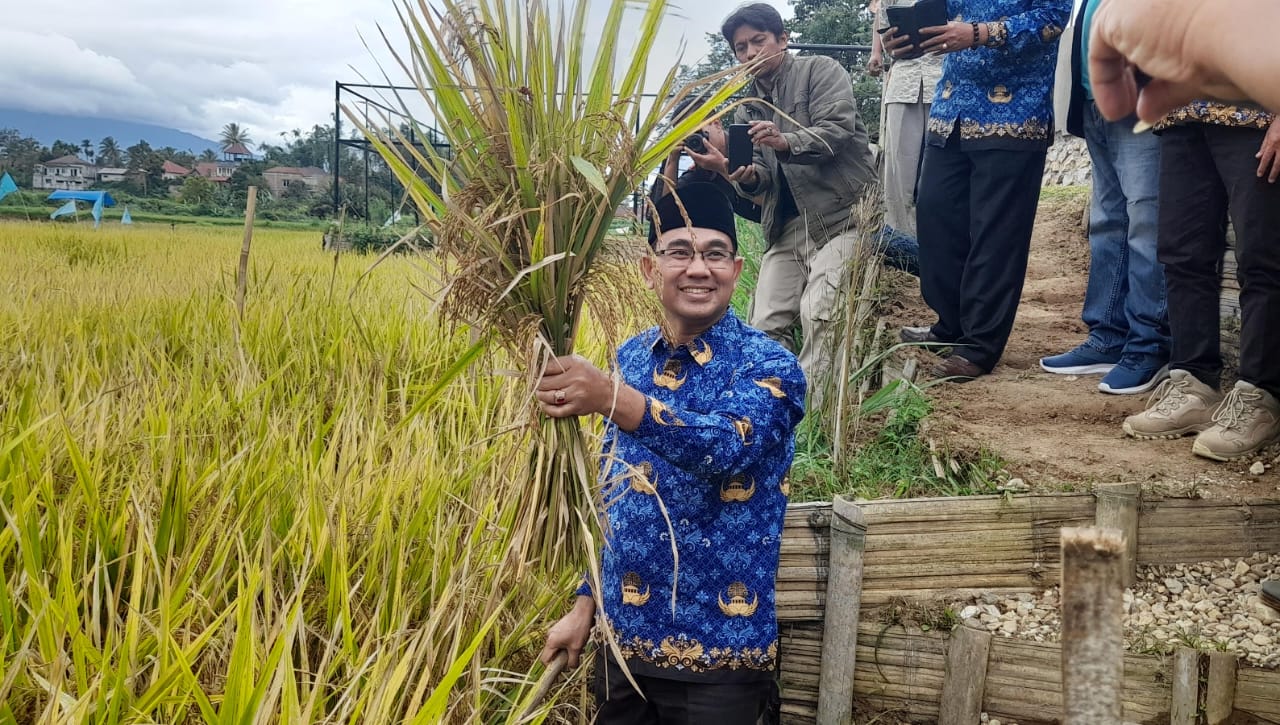 panen-padi-organik-di-agam-capai-12,9-ton-per-hektar,-ktna-lompatan-produksi-luar-biasa