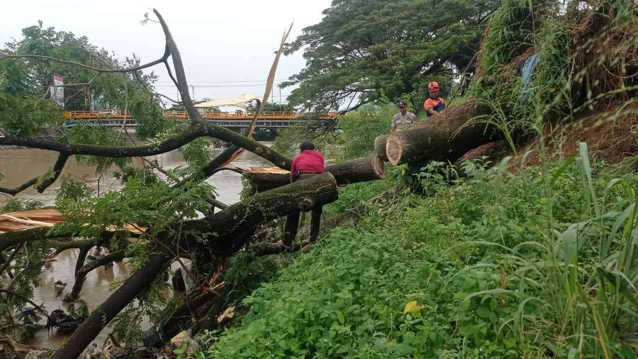 “hujan-deras,-angin-mengamuk!-pohon-trambesi-roboh-dan-blokir-aliran-banjir-kanal-siteba”