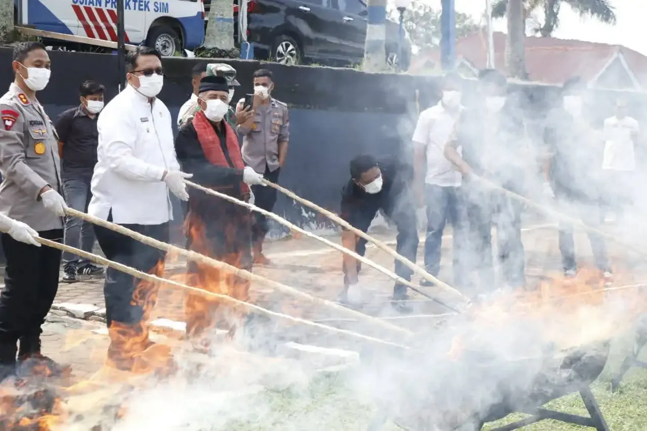 polres-tanah-datar-musnahkan-ganja,-wabup-serukan-generasi-muda-jauhi-narkoba