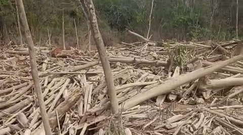 pemerintah-izinkan-warga-manfaatkan-kayu-banjir-sumatera,-ini-syaratnya-!