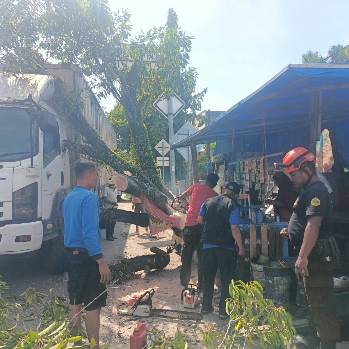 ketika-akar-rapuh-menantang-jalan-kota,-pohon-bungo-tanjung-tumbang-di-padang-selatan,-truk-selamat-dari-amukan-alam