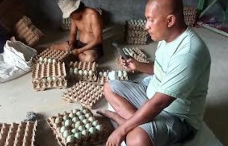 bekas-tambang-batubara-disulap-jadi-peternakan-itik-skala-besar