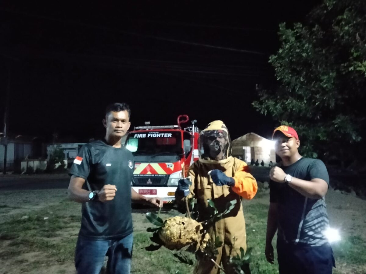 resahkan-warga,-sarang-tawon-di-tapan-dievakuasi-damkar-pesisir-selatan