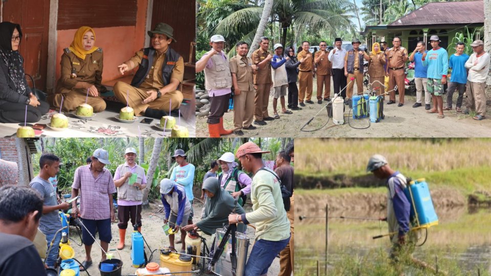 pemko-pariaman-basmi-hama-wereng-di-desa-cubadak-air