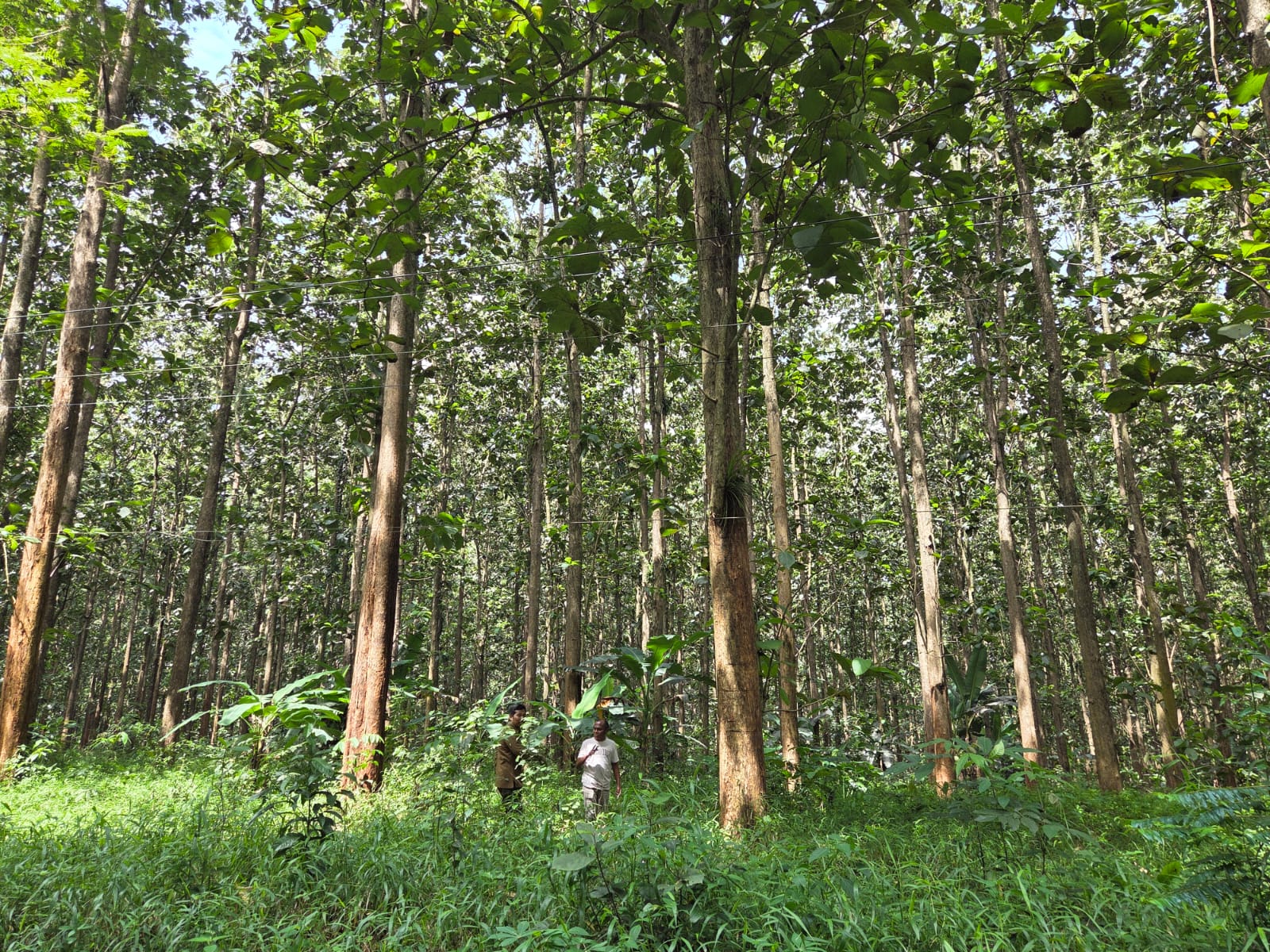 pulau-jawa-kian-panas,-hutan-yang-dikelola-perhutani-berkurang-1.1-juta-hektare