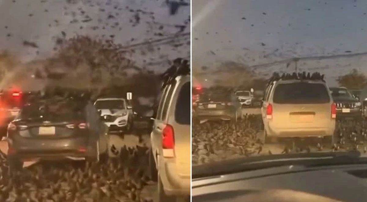 ribuan-burung-gagak-serang-israel-di-tengah-perang-israel-as-dengan-iran