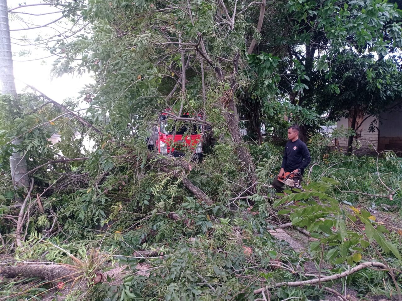 akibat-hujan-deras-dan-angin-kencang,-satu-pohon-tumbang-tutup-akses-jalan