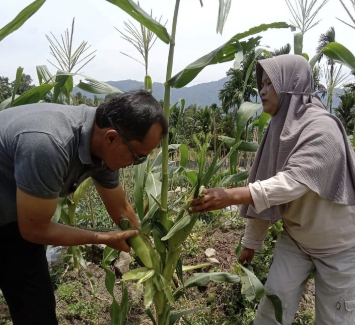 bumnag-sapayuang-panen-jagung-manis,-nagari-aia-manggih-ciptakan-kemandirian-ekonomi